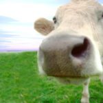 Cosas que probablemente no sabes de las vacas: con la sangre se fabrica cola, fertilizante y la espuma de los extintores 4