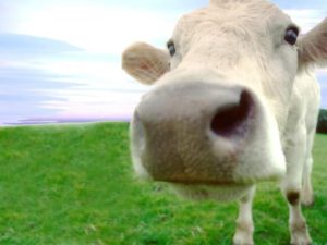 Animales y Naturaleza 13