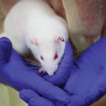 Una neuroprótesis especial permite desarrollar el sexto sentido en las ratas 3