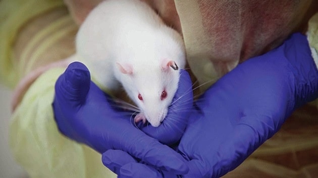 Una neuroprótesis especial permite desarrollar el sexto sentido en las ratas 1 Una neuroprótesis especial permite desarrollar el sexto sentido en las ratas 2