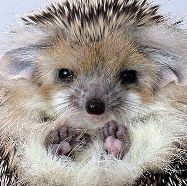 noticiascuriosas pequeños animales te harán suspirar de ternura