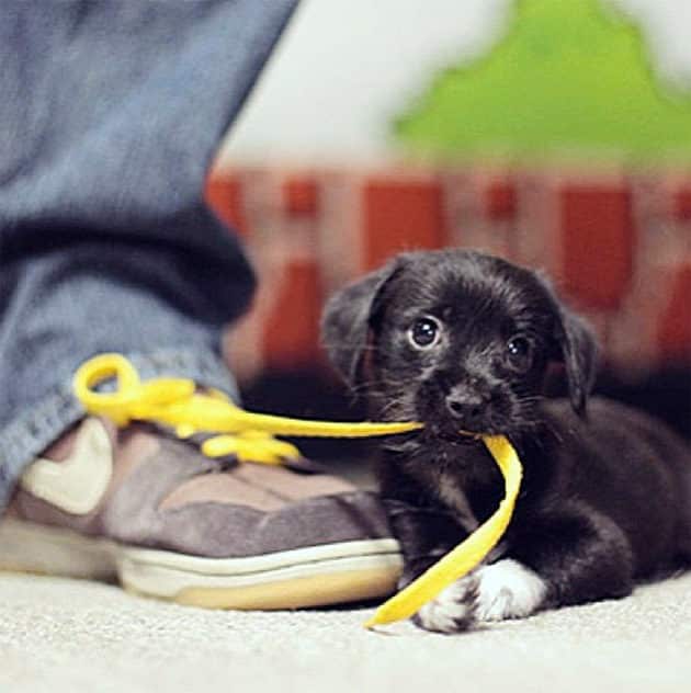 noticiascuriosas pequeños animales te harán suspirar de ternura