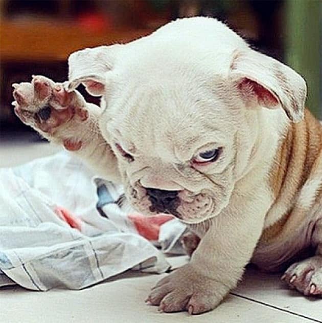 noticiascuriosas pequeños animales te harán suspirar de ternura