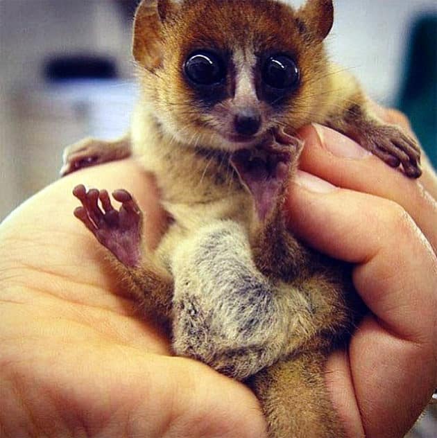 noticiascuriosas pequeños animales te harán suspirar de ternura