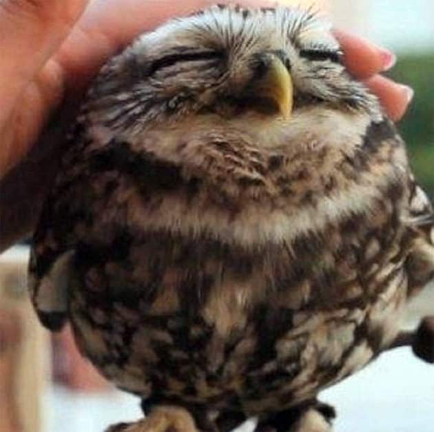 noticiascuriosas pequeños animales te harán suspirar de ternura