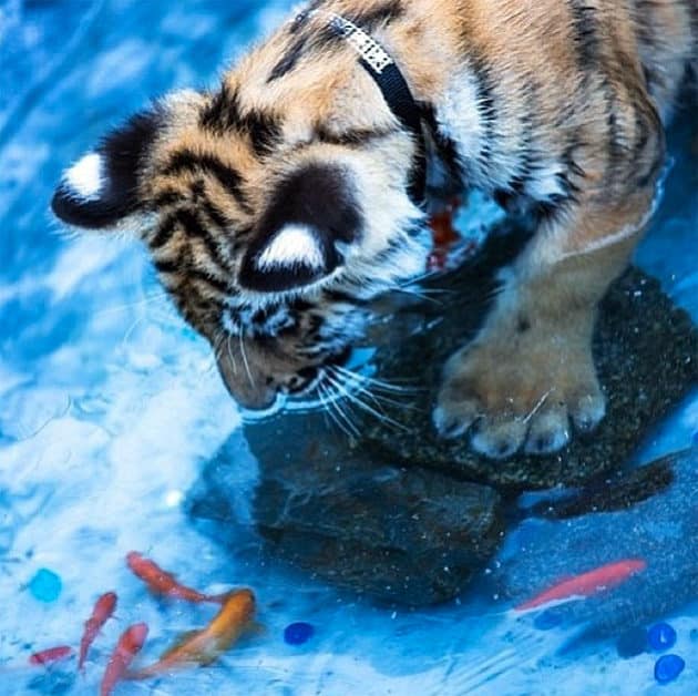 noticiascuriosas pequeños animales te harán suspirar de ternura