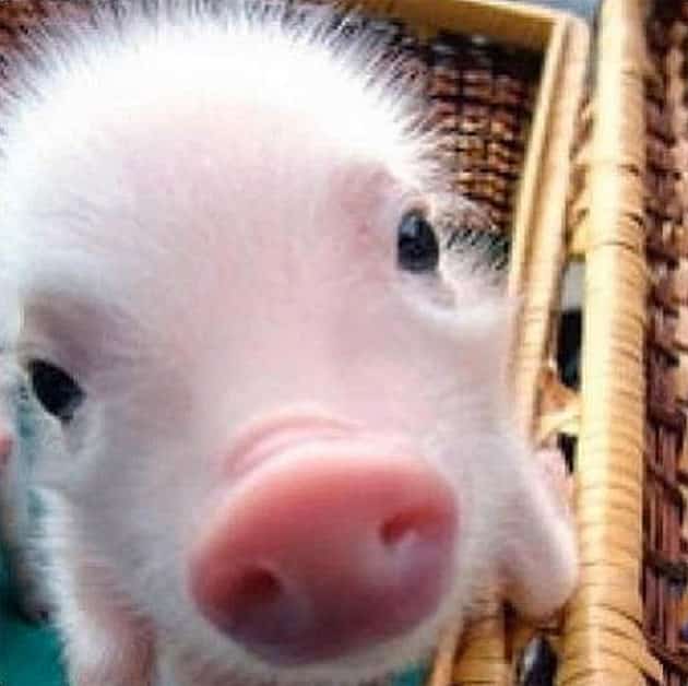 noticiascuriosas pequeños animales te harán suspirar de ternura