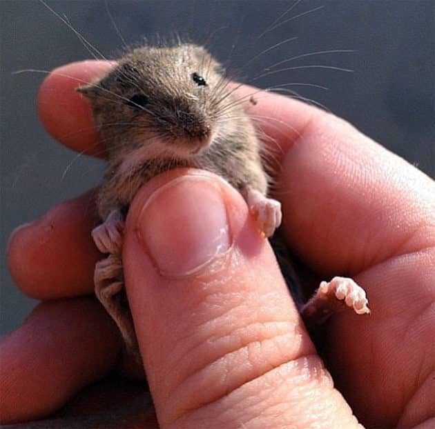 noticiascuriosas pequeños animales te harán suspirar de ternura