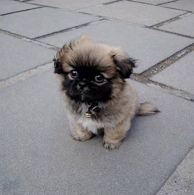 noticiascuriosas pequeños animales te harán suspirar de ternura