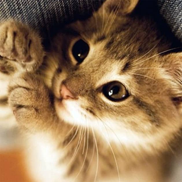 noticiascuriosas pequeños animales te harán suspirar de ternura