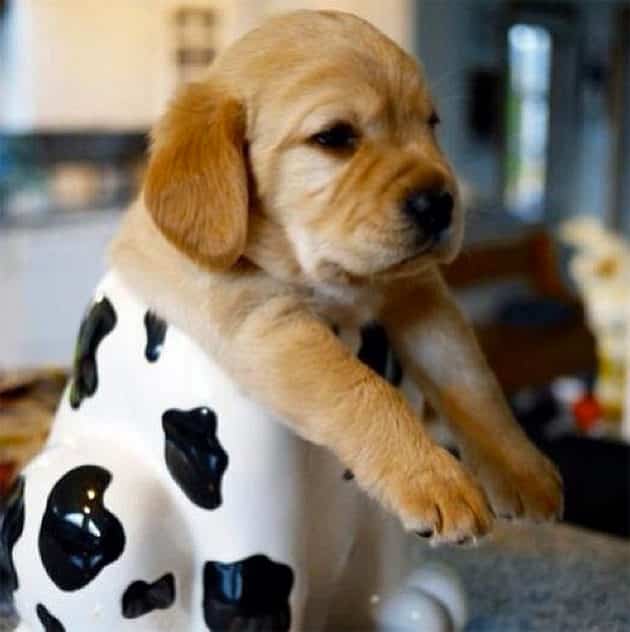 noticiascuriosas pequeños animales te harán suspirar de ternura