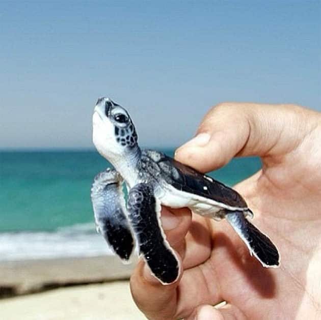 noticiascuriosas pequeños animales te harán suspirar de ternura