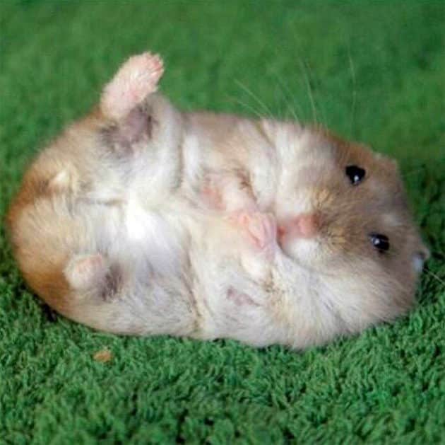 noticiascuriosas pequeños animales te harán suspirar de ternura