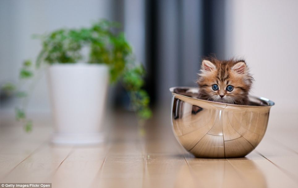 noticiascuriosas Daisy, la gatita m&aacute;s querida de Internet