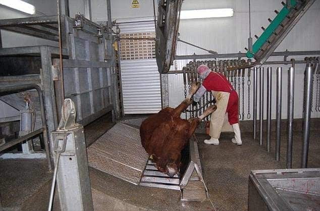 Matadero en Rumania: No solo los supermercados tienen carne de caballo si no tambien podrian tener de burro 6 Matadero en Rumania: No solo los supermercados tienen carne de caballo si no tambien podrian tener de burro 7