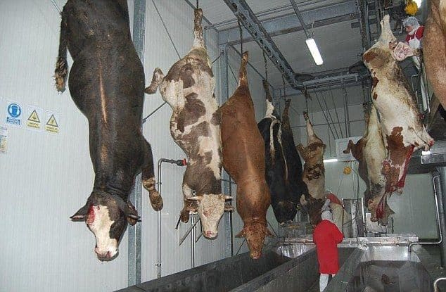 Matadero en Rumania: No solo los supermercados tienen carne de caballo si no tambien podrian tener de burro 3 Matadero en Rumania: No solo los supermercados tienen carne de caballo si no tambien podrian tener de burro 4