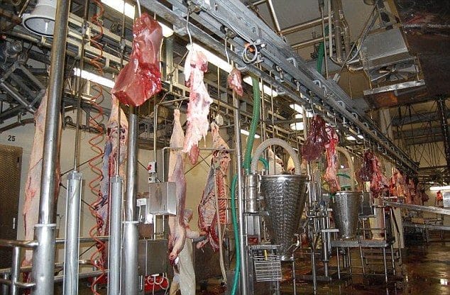 Matadero en Rumania: No solo los supermercados tienen carne de caballo si no tambien podrian tener de burro 7 Matadero en Rumania: No solo los supermercados tienen carne de caballo si no tambien podrian tener de burro 8