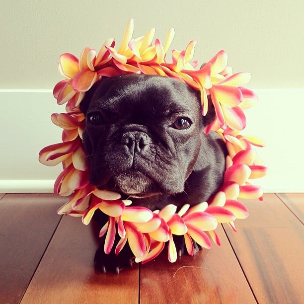 Trotter el bulldog francés mas gracioso de Instagram