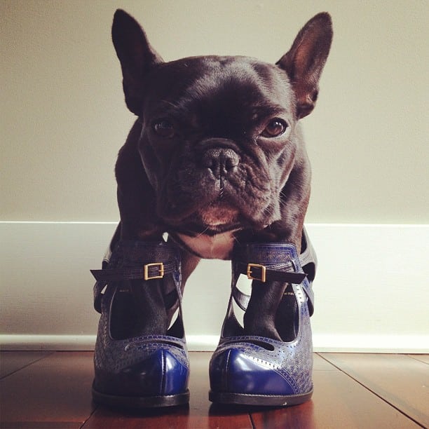 Trotter el bulldog frances mas gracioso de Instagram
