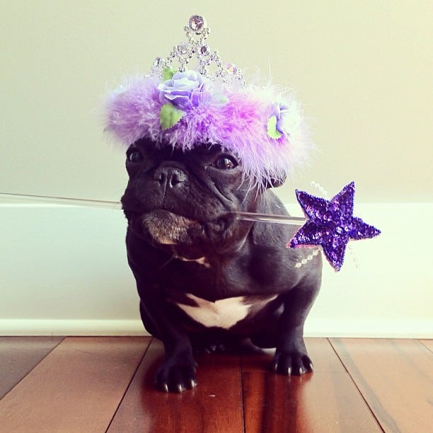 ▷ Trotter el bulldog frances mas gracioso de Instagram ? 2