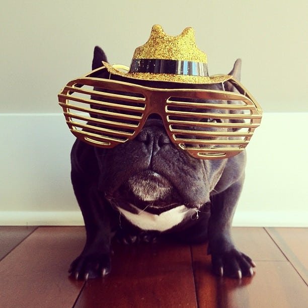 ▷ Trotter el bulldog frances mas gracioso de Instagram ? 3