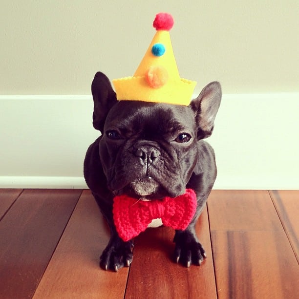 ▷ Trotter el bulldog frances mas gracioso de Instagram ? 5