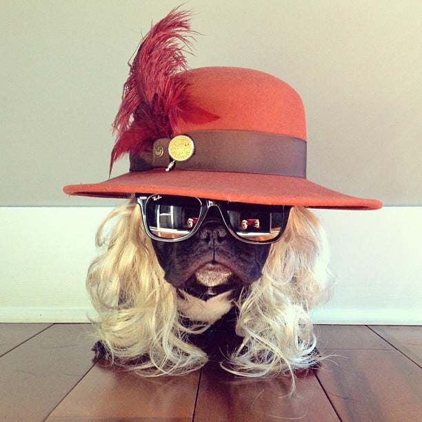 ▷ Trotter el bulldog frances mas gracioso de Instagram ? 6