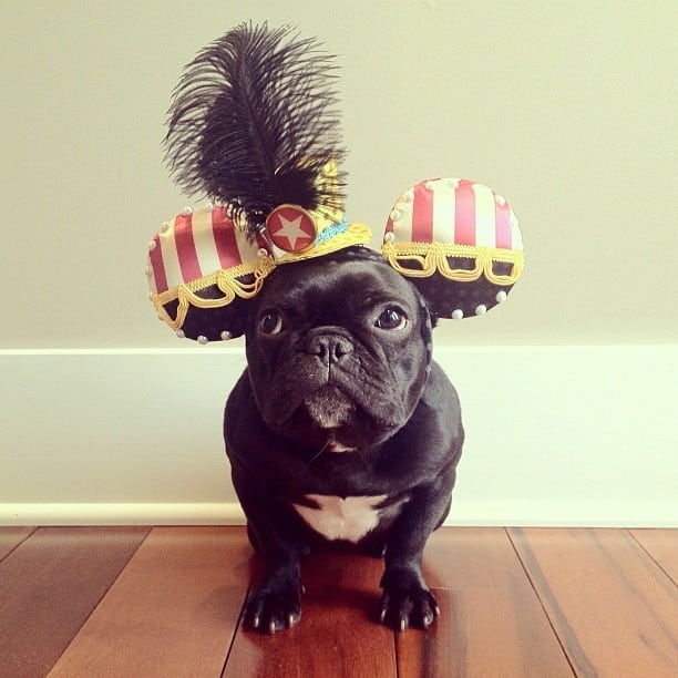 ▷ Trotter el bulldog frances mas gracioso de Instagram ? 7