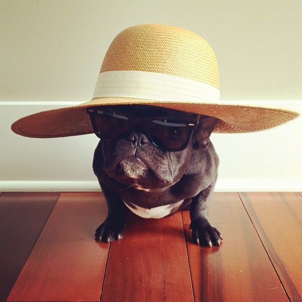 ▷ Trotter el bulldog frances mas gracioso de Instagram ? 8