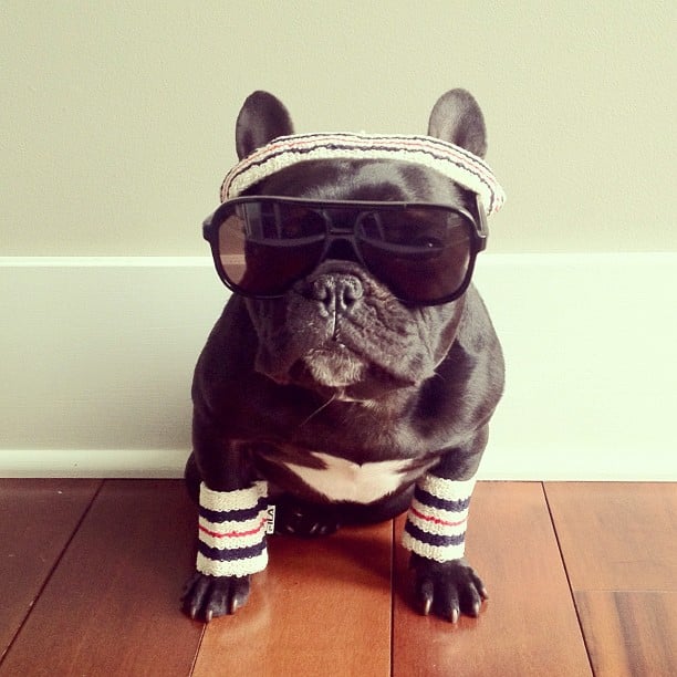 ▷ Trotter el bulldog frances mas gracioso de Instagram ? 9