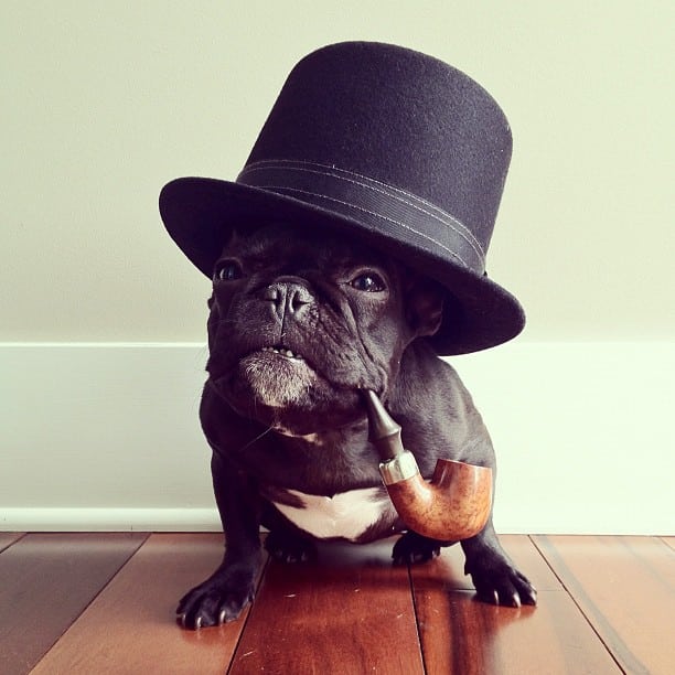 ▷ Trotter el bulldog frances mas gracioso de Instagram ? 10