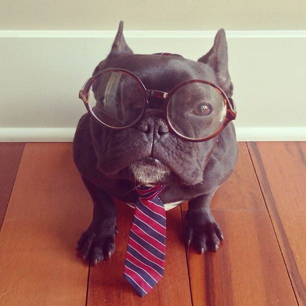 ▷ Trotter el bulldog frances mas gracioso de Instagram ? 11