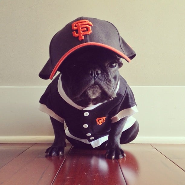 ▷ Trotter el bulldog frances mas gracioso de Instagram ? 13