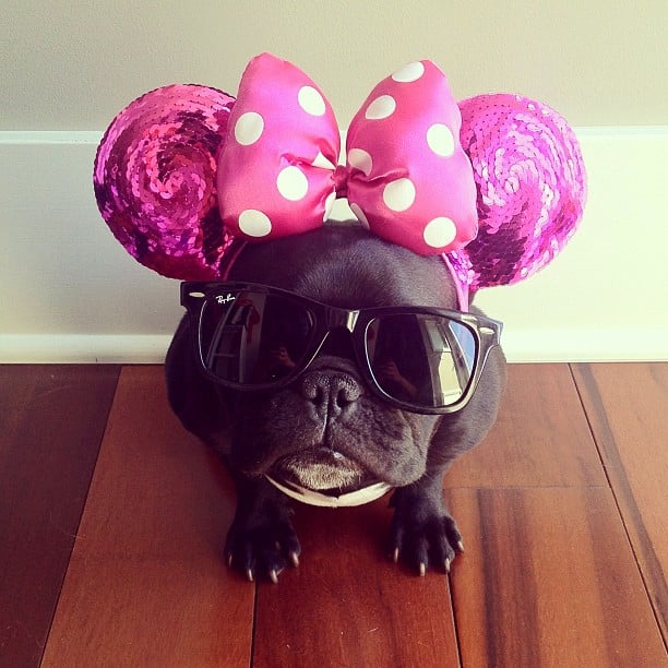 ▷ Trotter el bulldog frances mas gracioso de Instagram ? 14