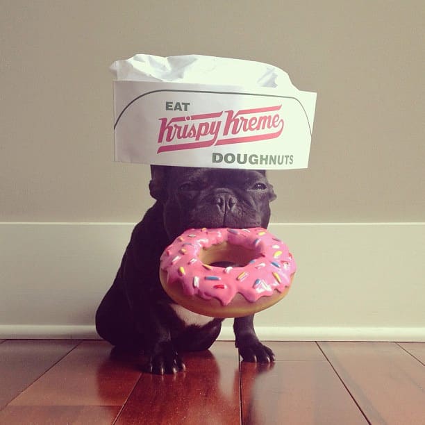 ▷ Trotter el bulldog frances mas gracioso de Instagram ? 15