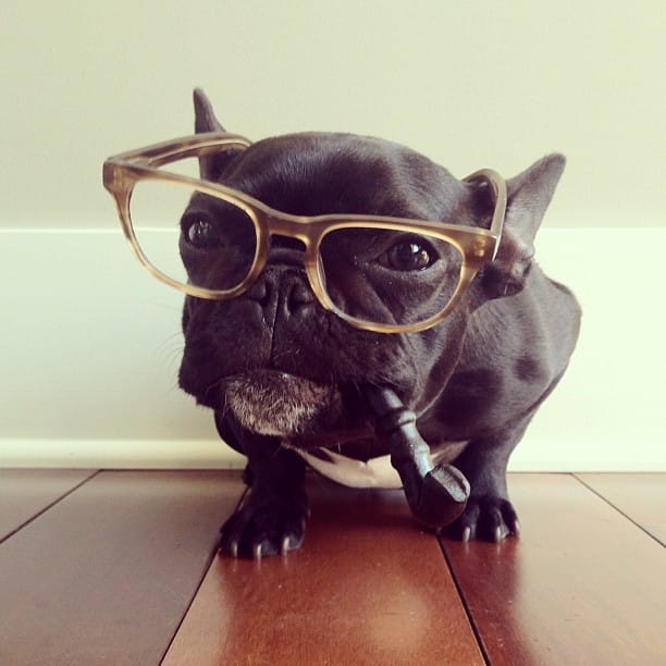 ▷ Trotter el bulldog frances mas gracioso de Instagram ? 16