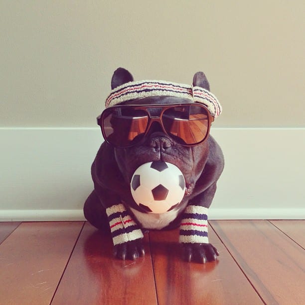 ▷ Trotter el bulldog frances mas gracioso de Instagram ? 17