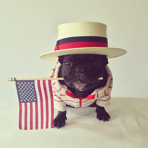 ▷ Trotter el bulldog frances mas gracioso de Instagram ? 18