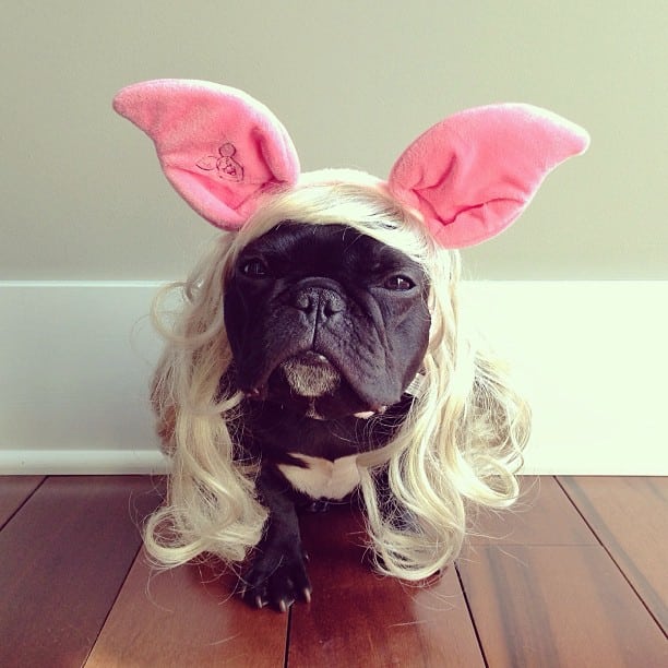 ▷ Trotter el bulldog frances mas gracioso de Instagram ? 19