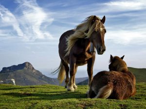 Animales y Naturaleza 22