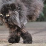 #Video Caffrey, un gato que sabe andar solo con las patas derechas 2