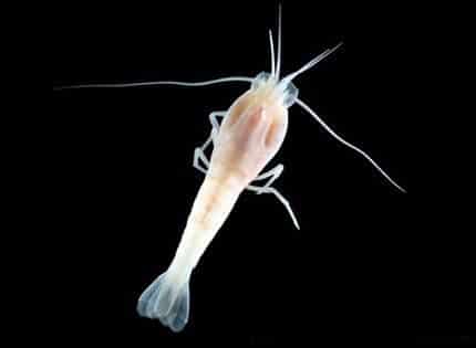 Encuentran vida en volcanes submarinos a 6.500 metros de profundidad 3