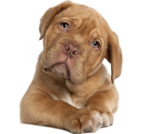 Animales y Naturaleza 8
