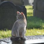 Un gato visita a diario la tumba de su amo y le lleva regalos 4