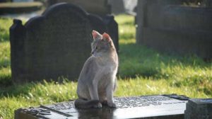 Animales y Naturaleza 17