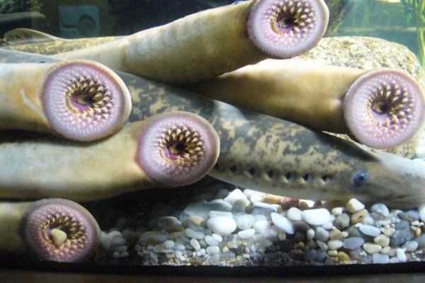 noticiascuriosas Un alien en Nueva Jersey