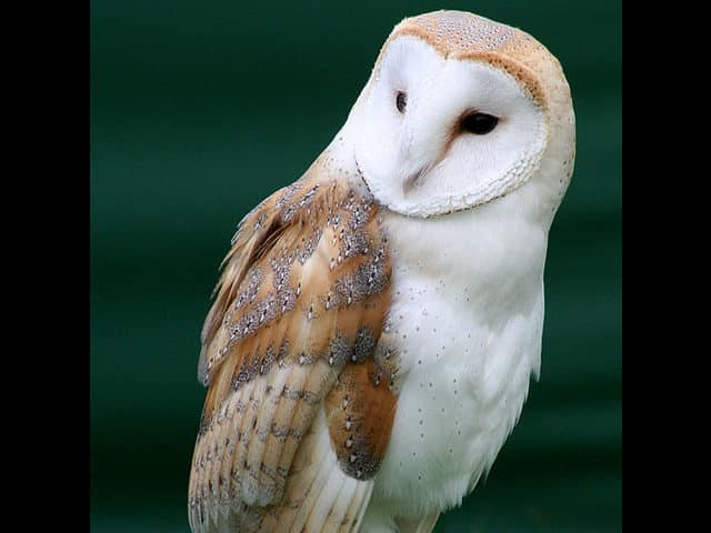 noticiascuriosas 10 animales que pueden ´predecir´ la muerte