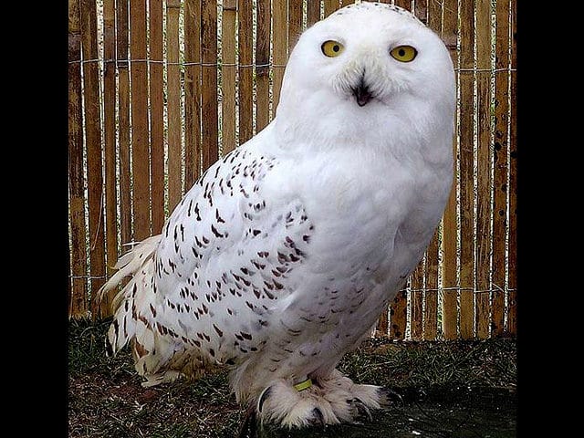 noticiascuriosas 10 animales que pueden ´predecir´ la muerte