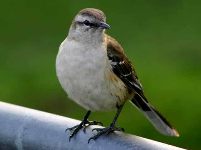 noticiascuriosas 10 animales que pueden ´predecir´ la muerte