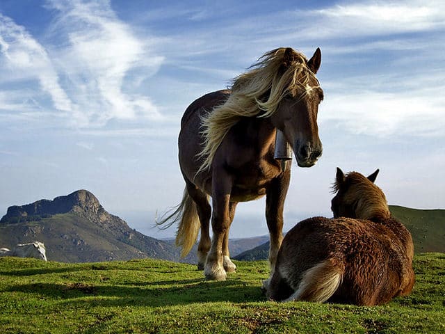 noticiascuriosas 10 animales que pueden ´predecir´ la muerte